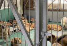 茨城県茨城町 野犬増加が問題に