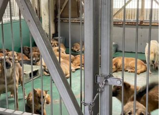 茨城県茨城町 野犬増加が問題に